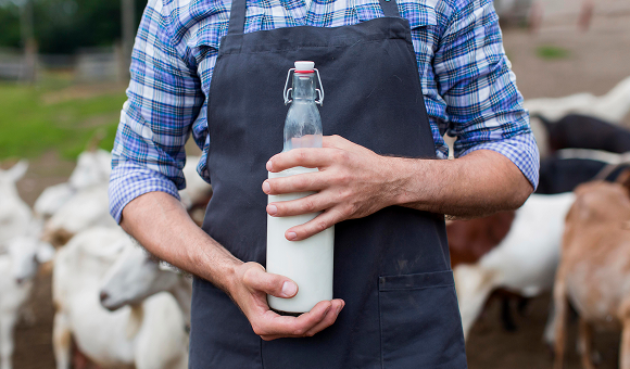 Peternak memegang botol susu segar di peternakan kambing
